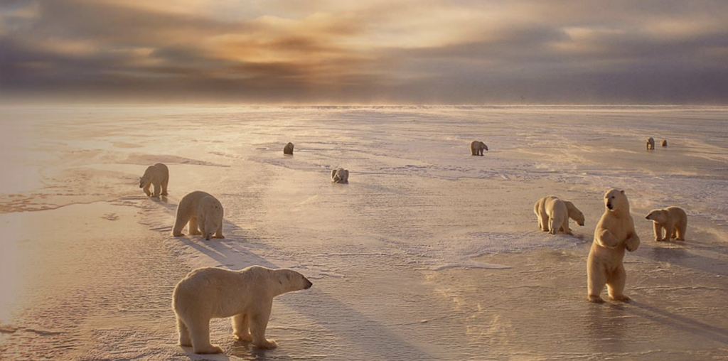 Levaero Logbook - Polar Bears in Churchill, MB